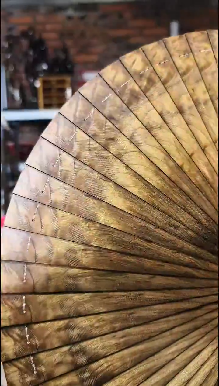 金丝楠    绿扇子