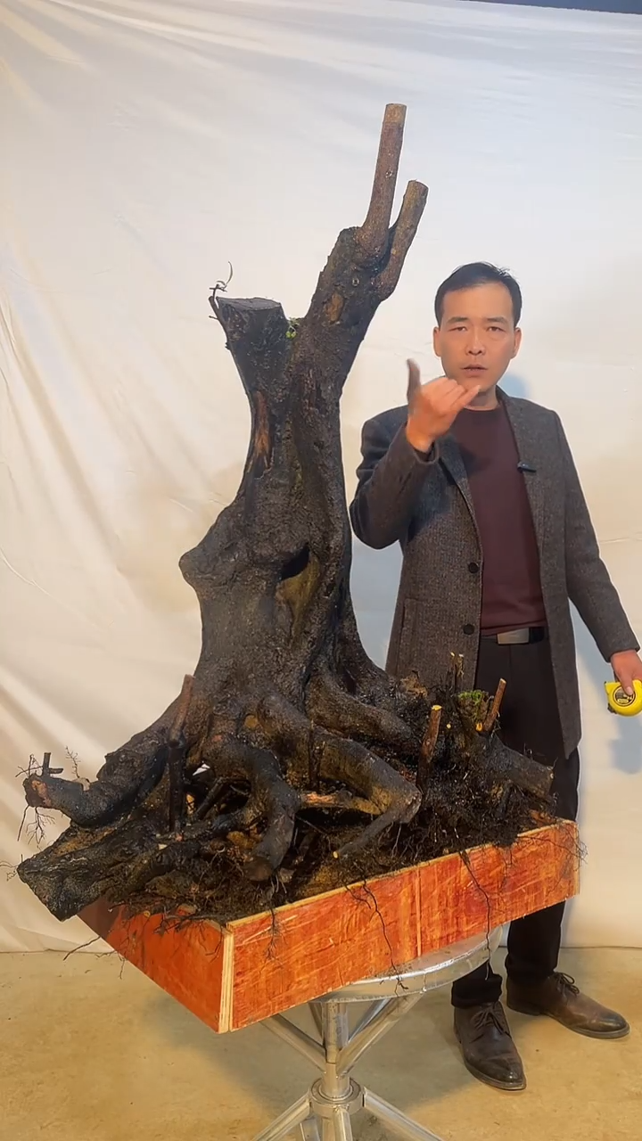 以实际为准金弹子 盆栽 盆景 一物一拍