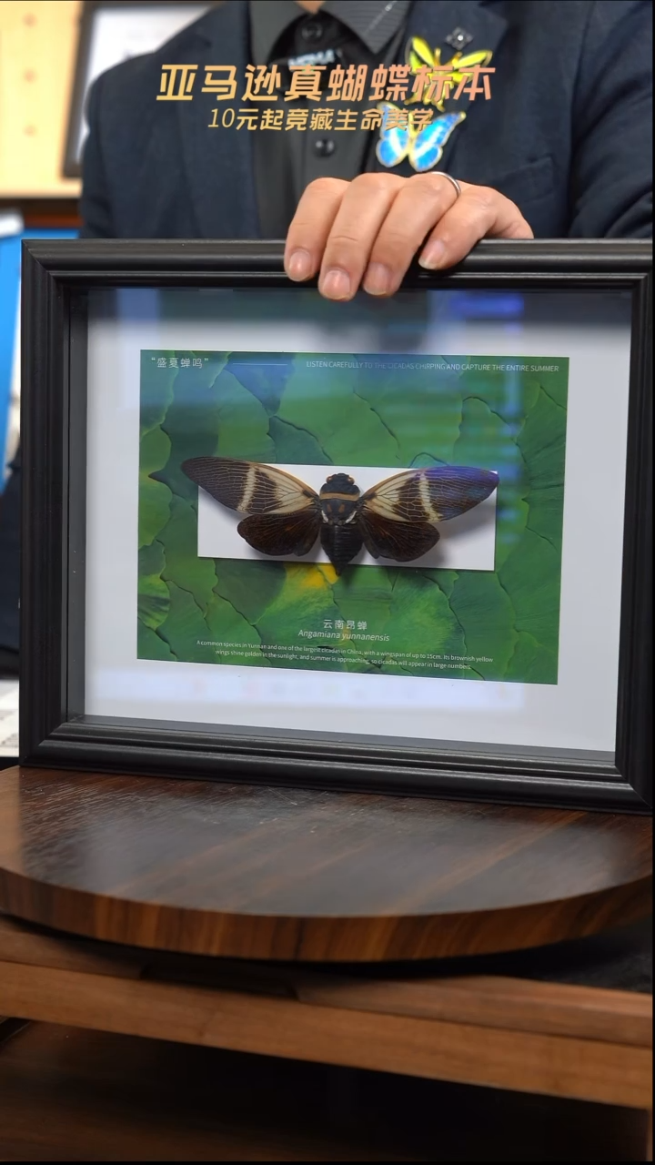 云南昂蝉银杏版A4横框