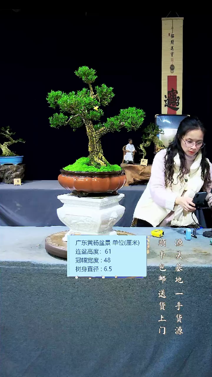 【闪购商品】雀舌黄杨盆景雀舌黄杨盆景