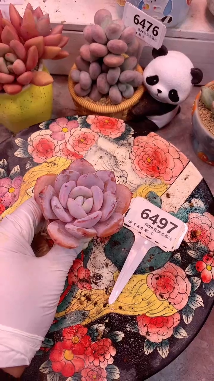 6497（一物一拍，精品多肉，w所见即所得 ）