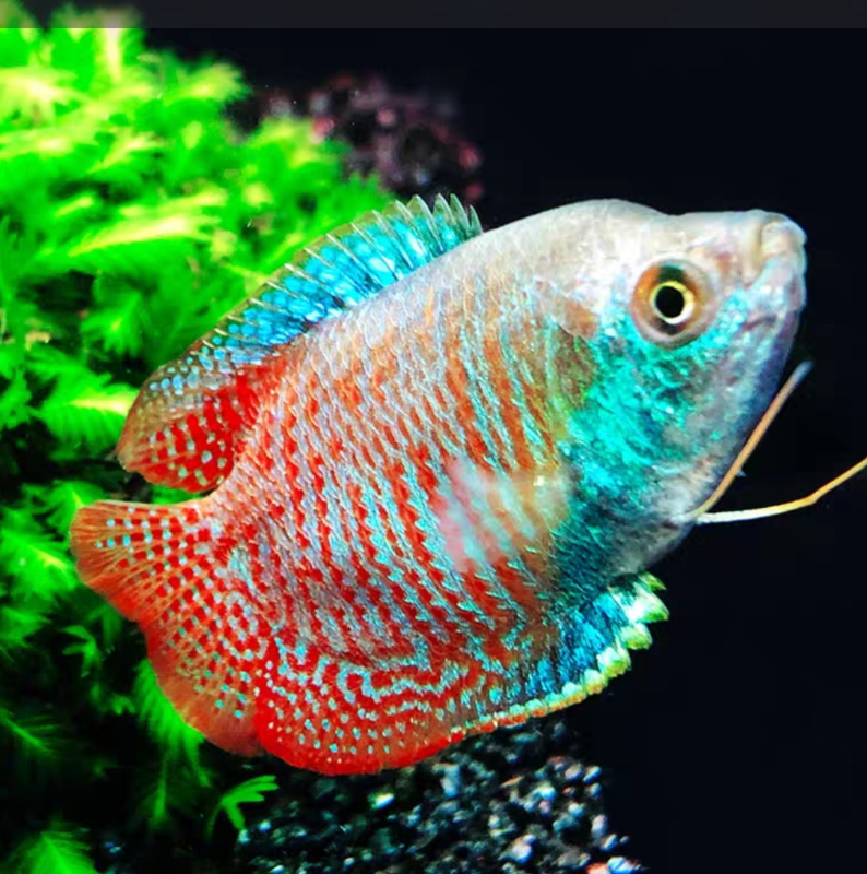  五彩丽丽3厘米左右(任意凑三单发货，一单不发)