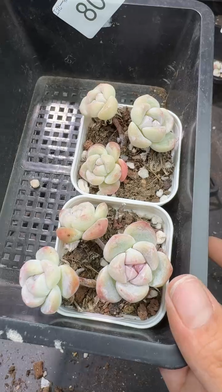 【闪购商品】80号到手1框-江北多肉
