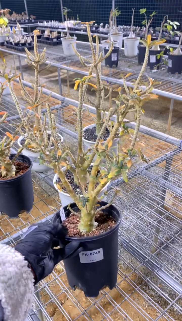 【闪购商品】巨琉桑FA-8740