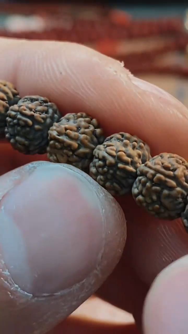 【闪购商品】密封定制级灰皮一代龙尺寸6-7