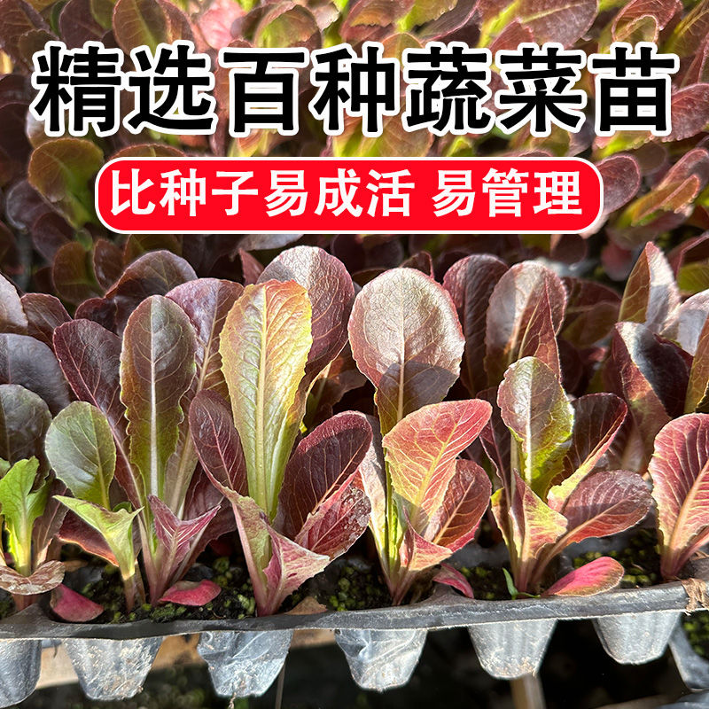 各种蔬菜苗四季盆栽辣椒苗蔬菜苗种苗秧苗小米椒朝天椒西红柿苗