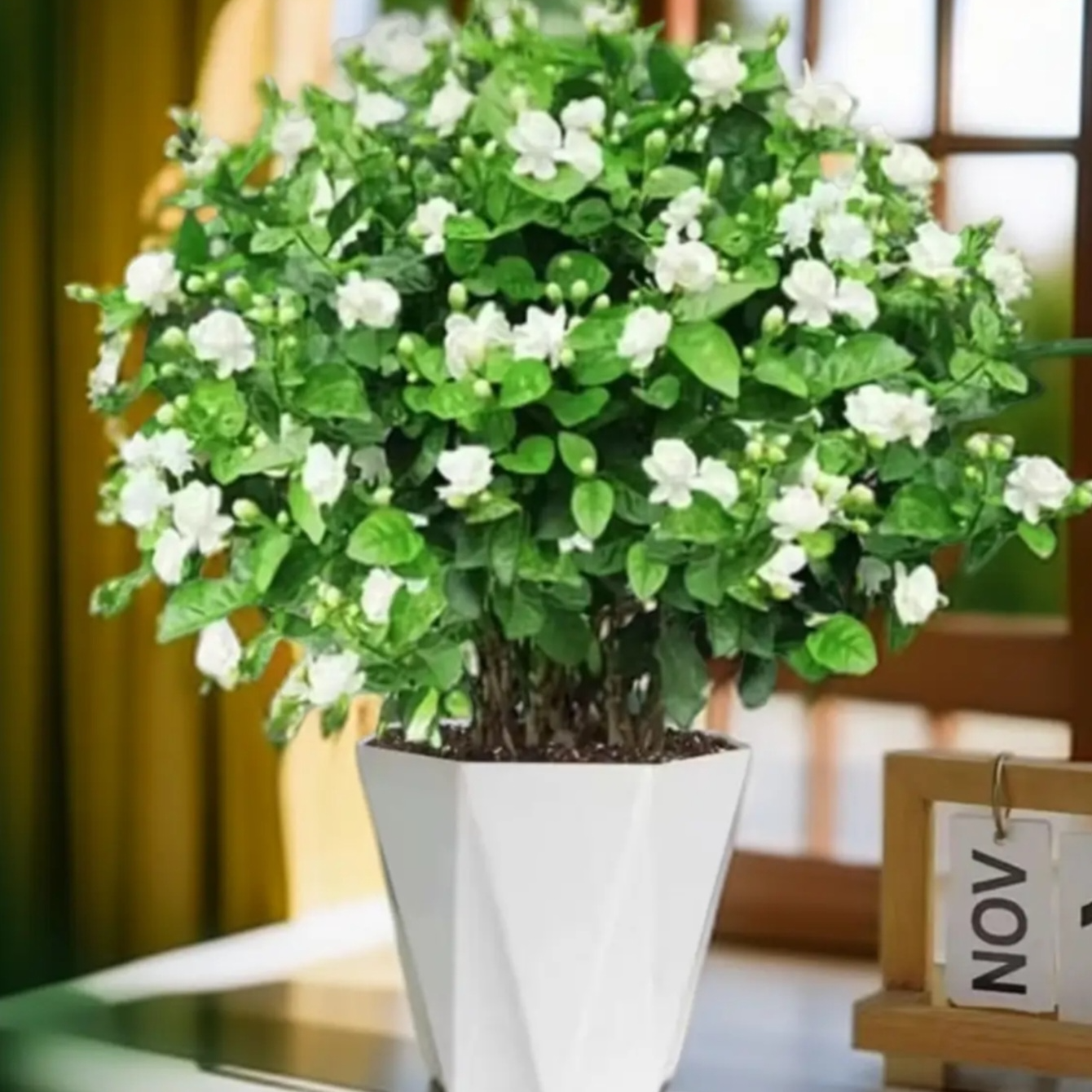 横州茉莉【浓香型香水茉莉】开花机器 基地直发