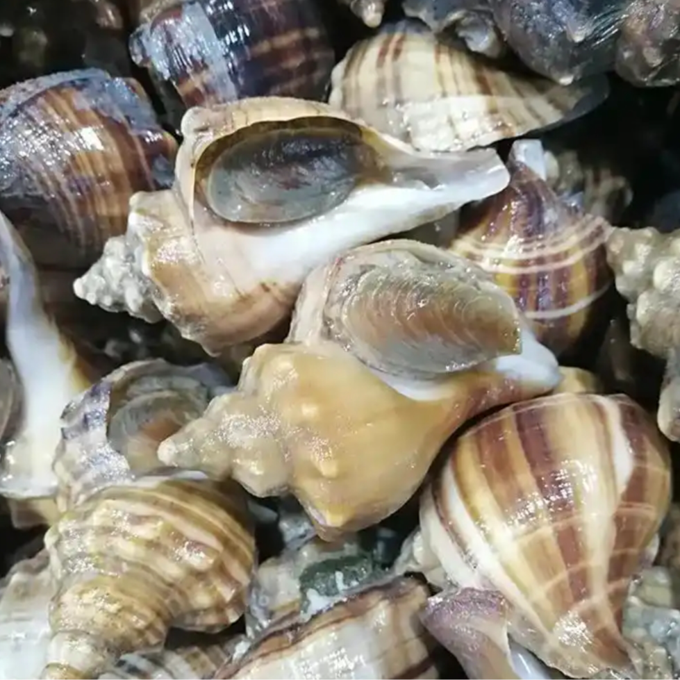 深海螺一斤