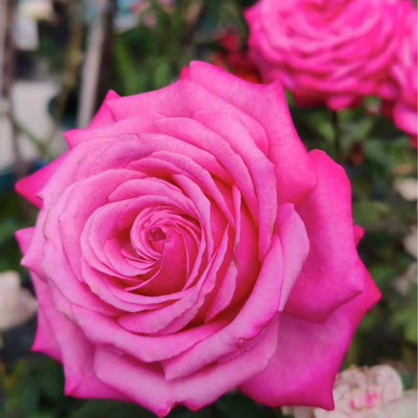 桃灼蓝天 特大苗   四季灌木月季