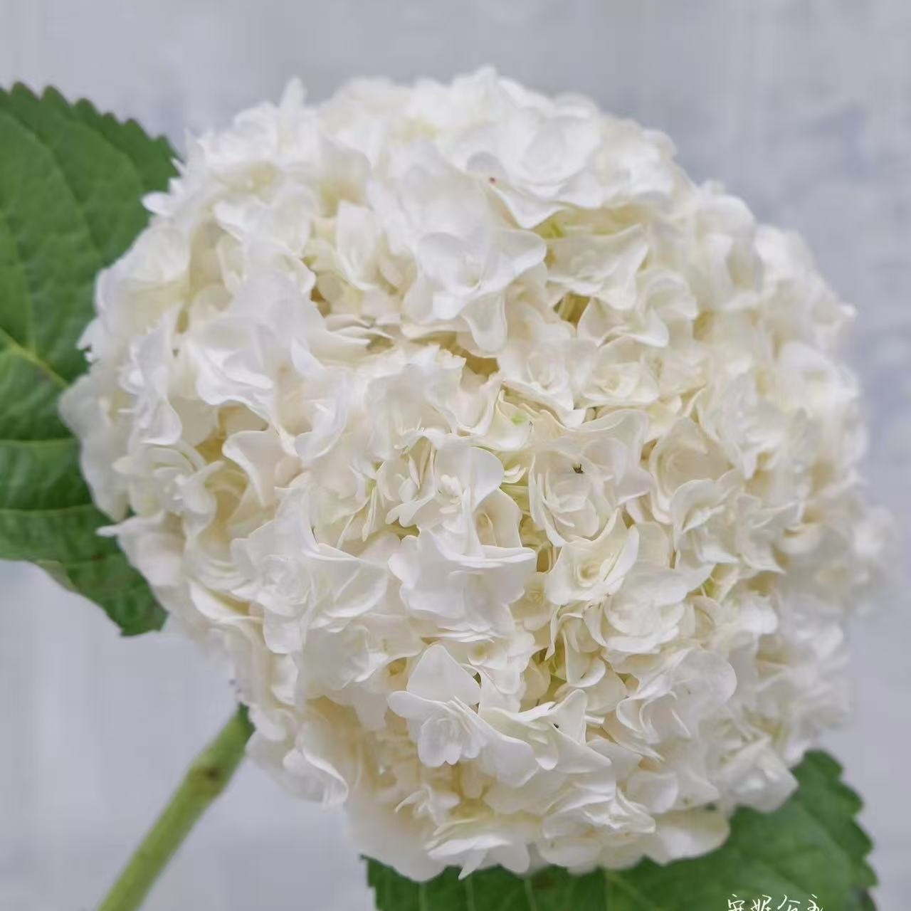 大花绣球安妮公主新老枝开花带花苞适合阳台露台花园种植