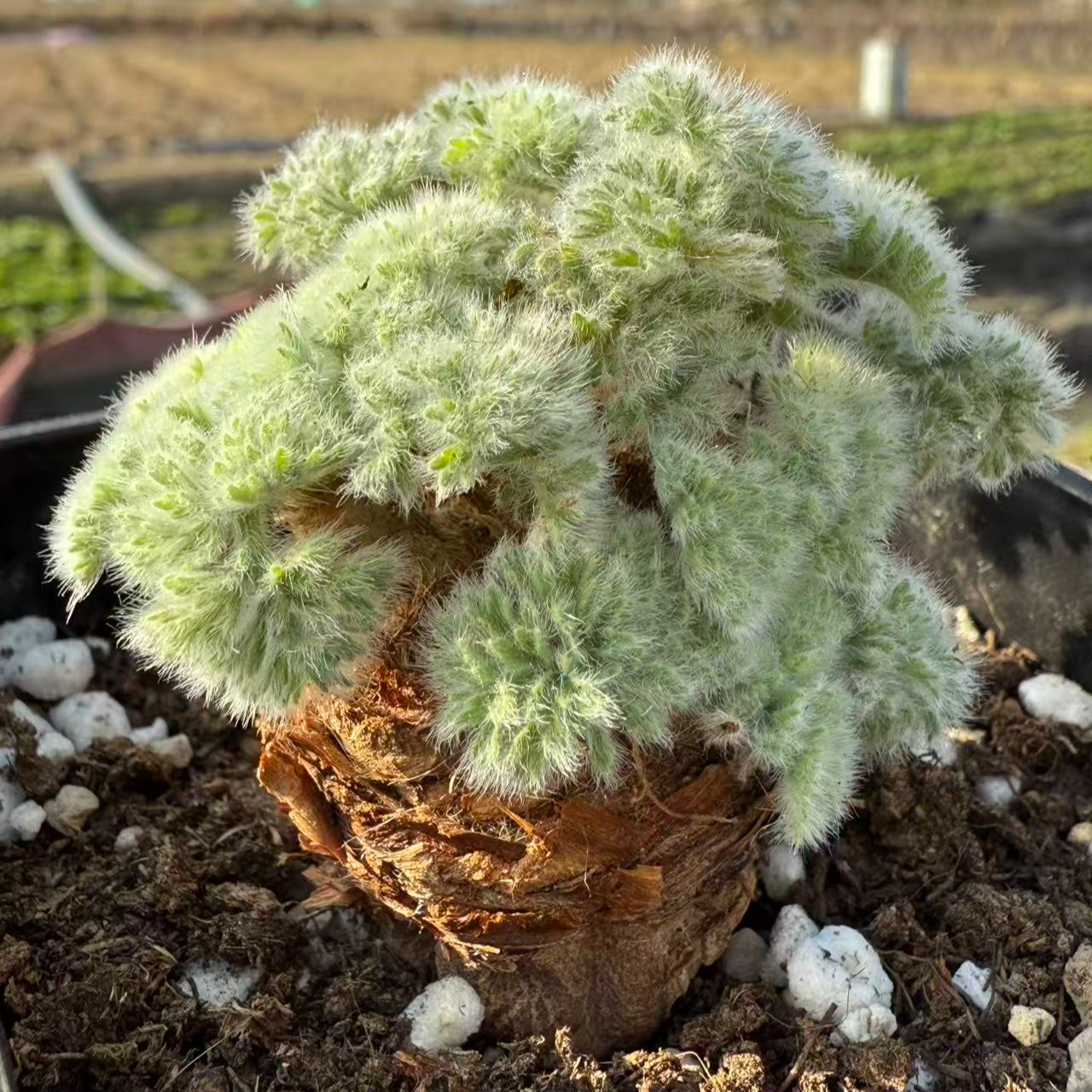 羽叶洋葵杨葵潮流块根羽毛般的叶子可爱块根多肉植物羽叶洋葵稀有