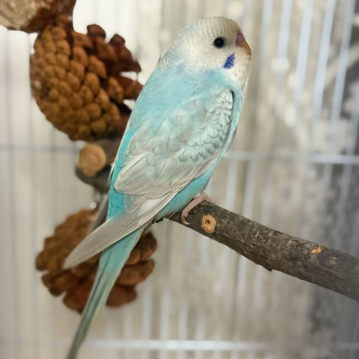 虎皮鹦鹉国血特色大头多种颜色可手养观赏宠物鸟