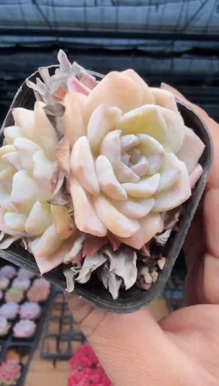 东云多肉园新款-554