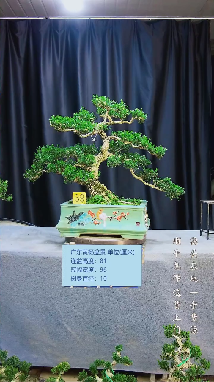 【闪购商品】黄杨盆景黄杨盆景