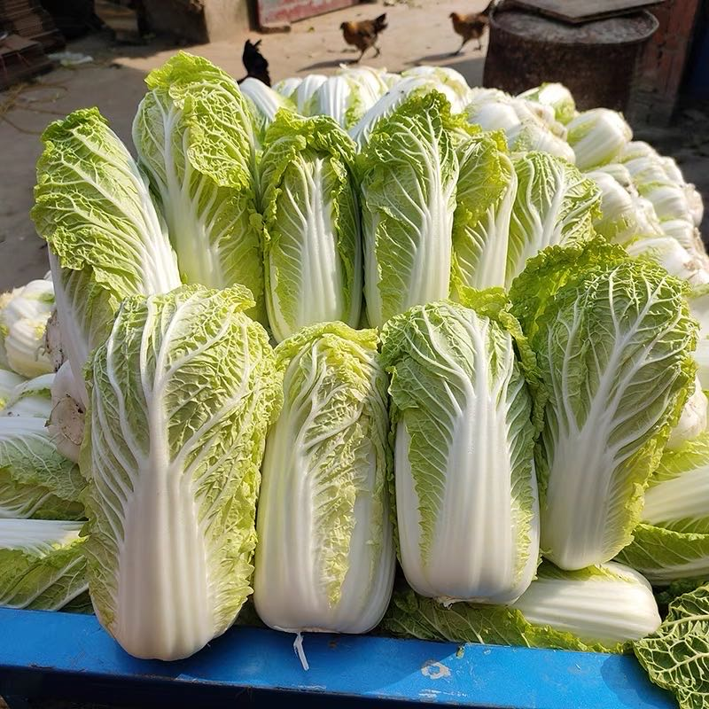 现拔新鲜黄心娃娃菜小白菜大娃娃菜农家露天种植应季蔬菜
