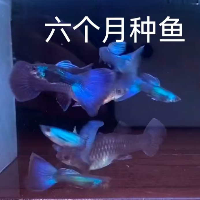 冰蓝孔雀鱼种鱼繁殖套餐（公鱼蓝色母鱼灰色）