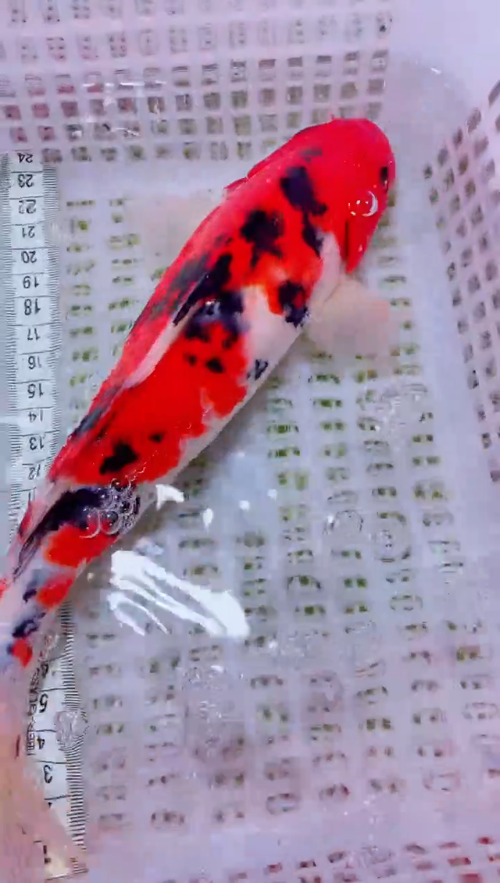 锦鲤血统锦鲤全场包邮64