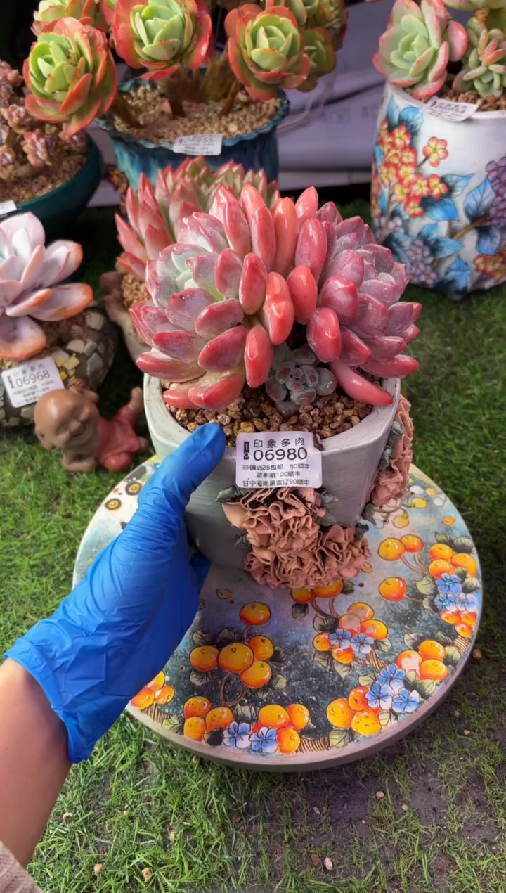 昆明印象多肉06980