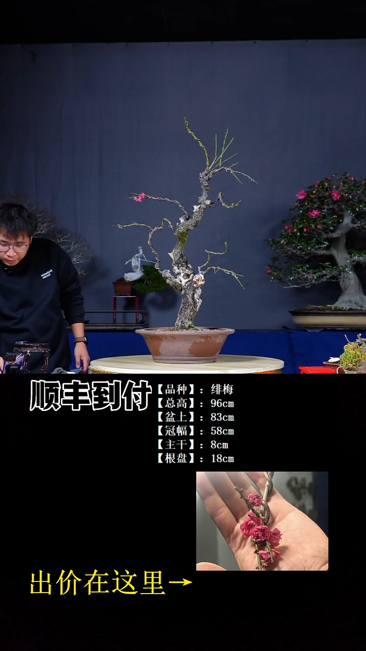 无花朵绯梅bubaoyou