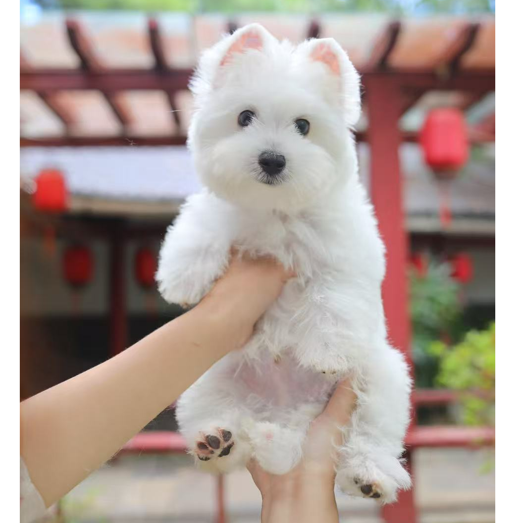 宠物活体链接叮【弟弟 脸蛋可爱 胡萝卜尾】～1⃣️