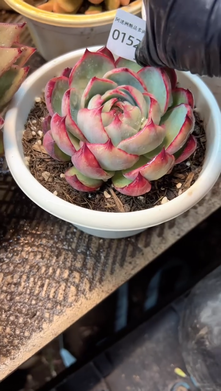 ?*月多肉植物一物一拍01527