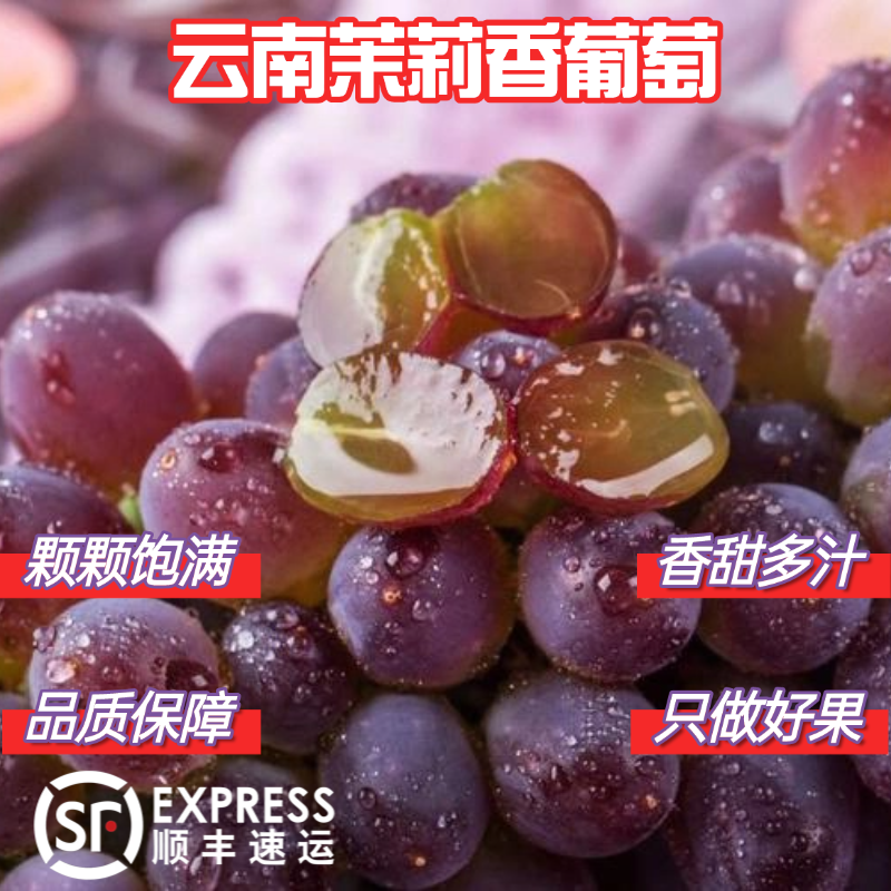 【顺丰冷链包邮】云南高山茉莉香葡萄新鲜上市优质严选现采现摘串