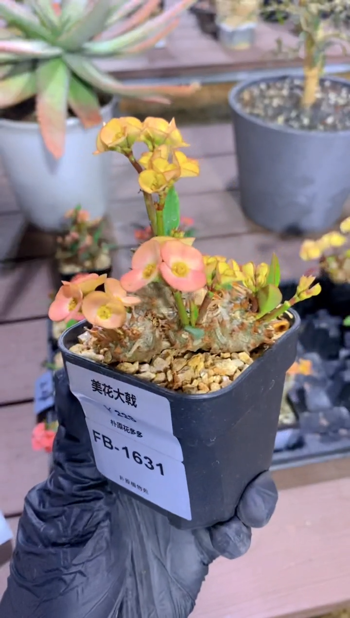 【闪购商品】美花大戟FB-1631