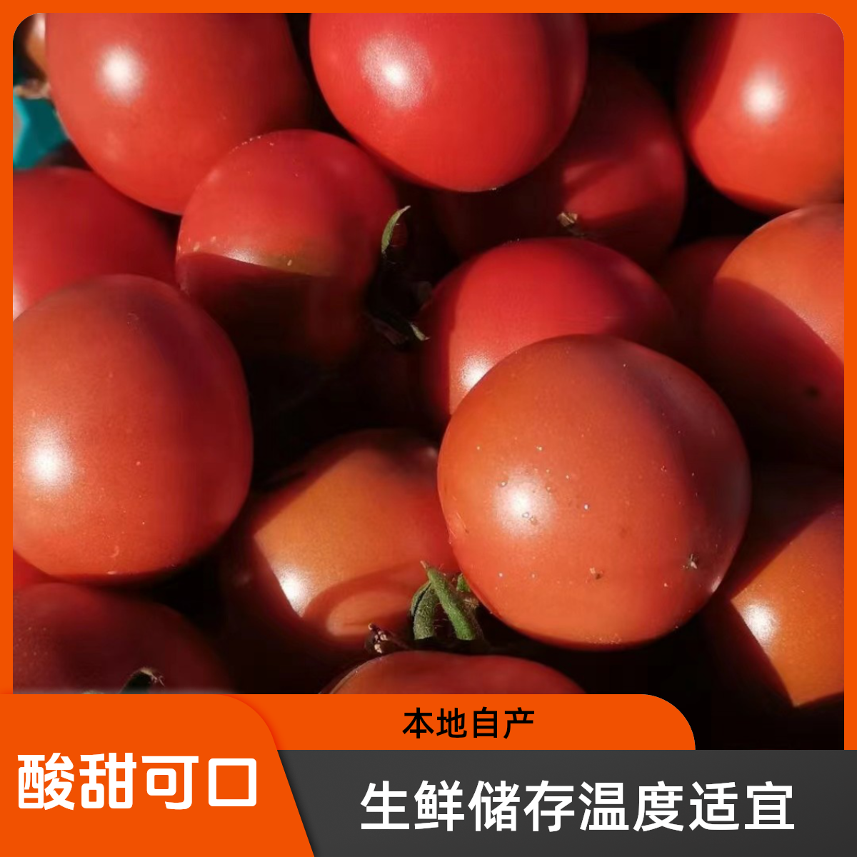 密云本地原味一号番茄，酸甜可口，小时候的味道，自然成熟