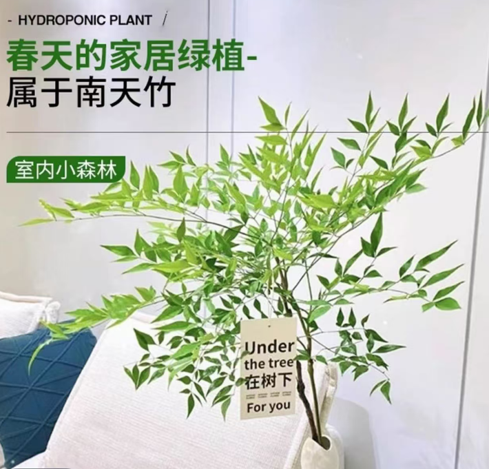 水培植物南天竹室内盆栽桌面好水培花卉鲜切枝吊钟平替绿植