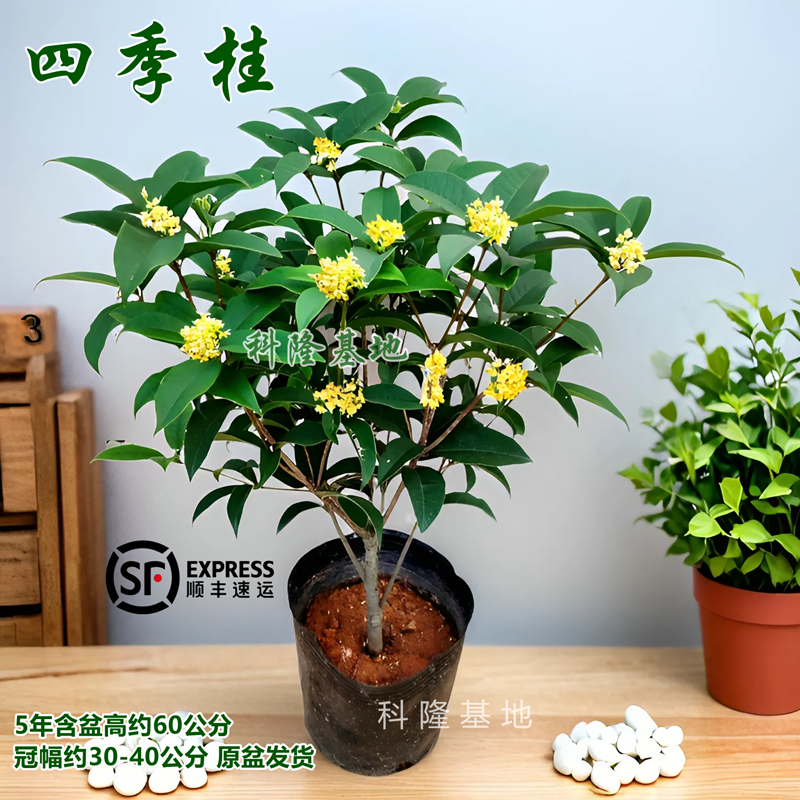 精选原盆四季桂花盆栽浓香型花期长室内盆景阳台大型庭院绿植好养