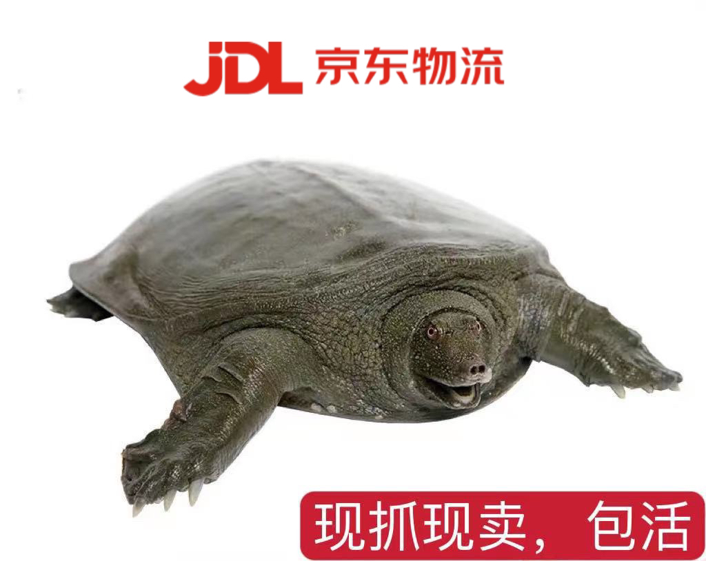 【琴哥专属】生态冷水外塘养殖鲜活食用甲鱼中华老鳖包邮到家