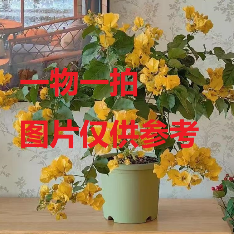 行业尖货【32.8三角梅】粗杆独棵老桩带花原盆原土四季开花
