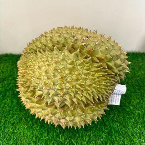 【大嘴鸟整果】 一物一拍新鲜金枕（整果）斤/核小金枕泰国