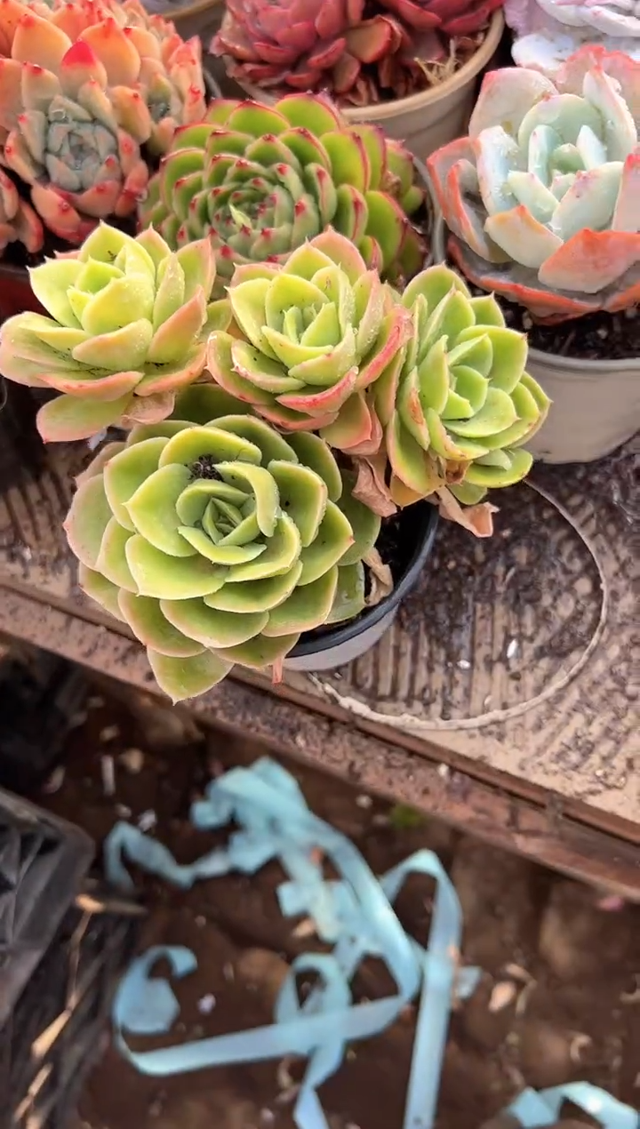D***y多肉植物一物一拍283501