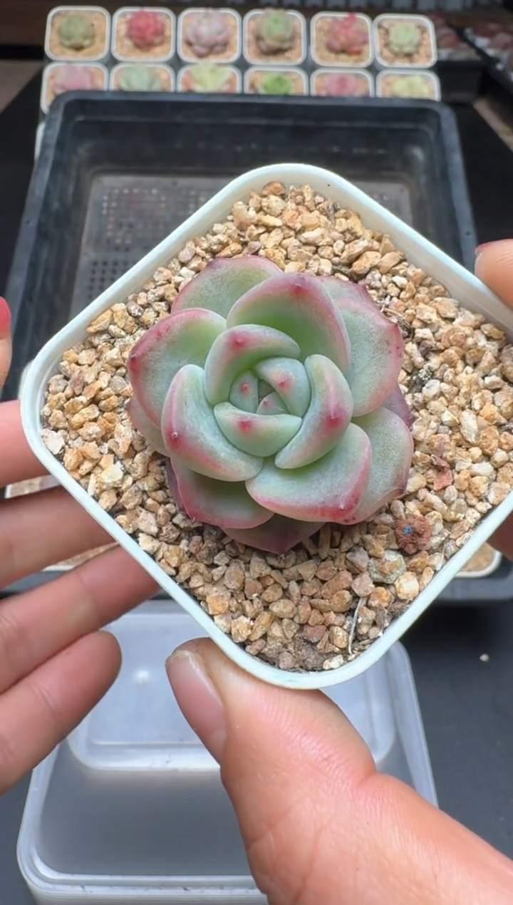 【闪购商品】028D物拍多肉带盆土6.5杯拍3颗包柚