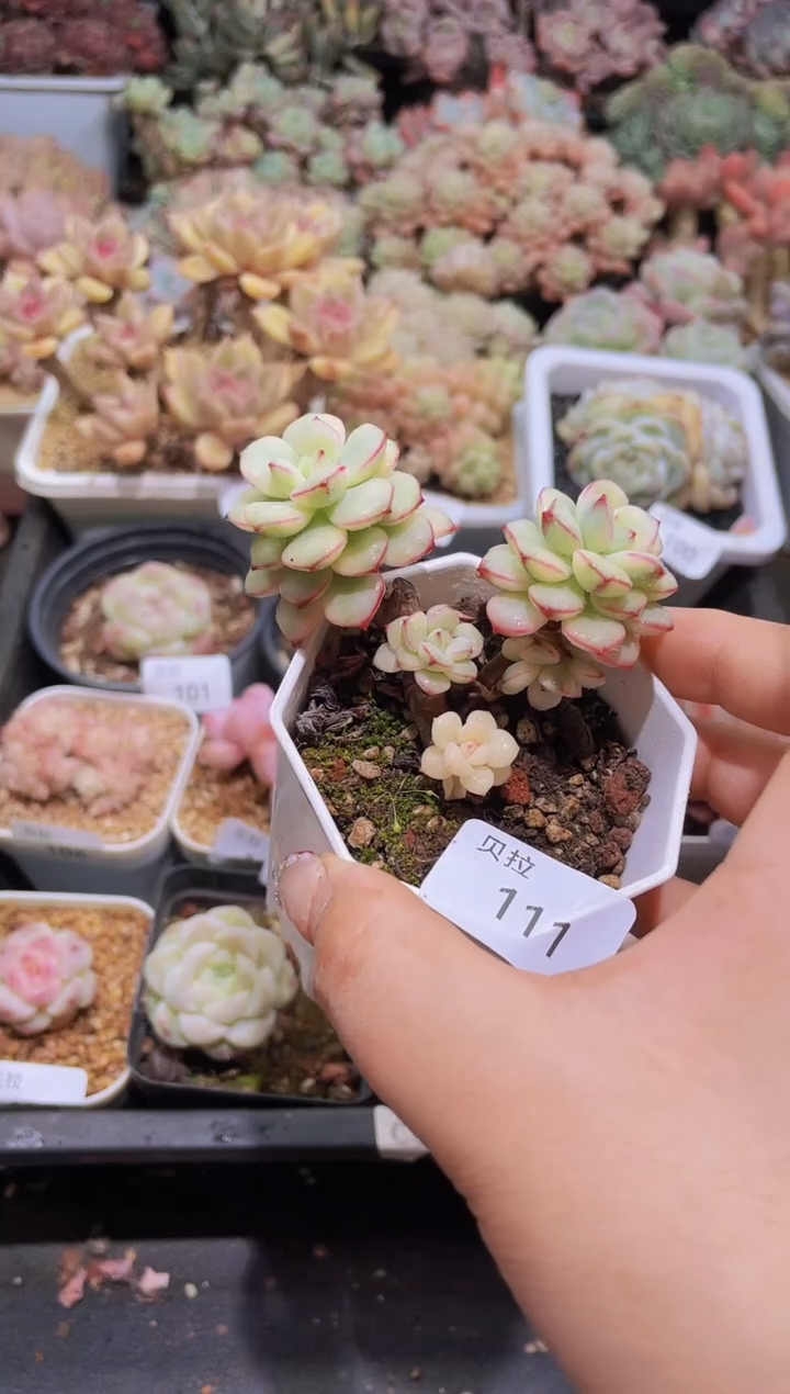 【闪购商品】112鱼子酱