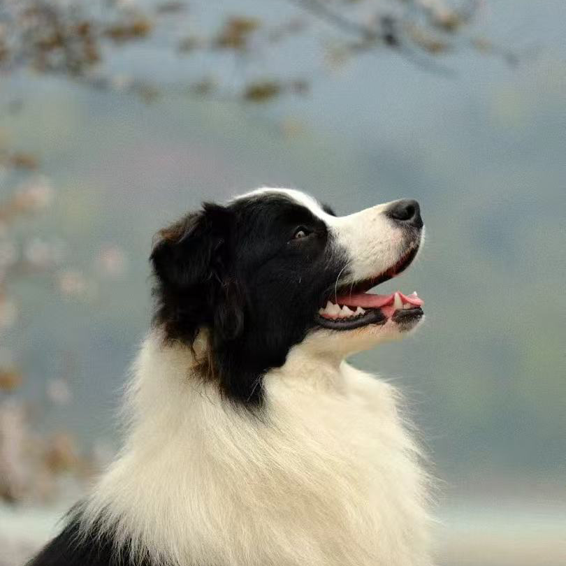 【不凡边牧犬舍】狗狗活体