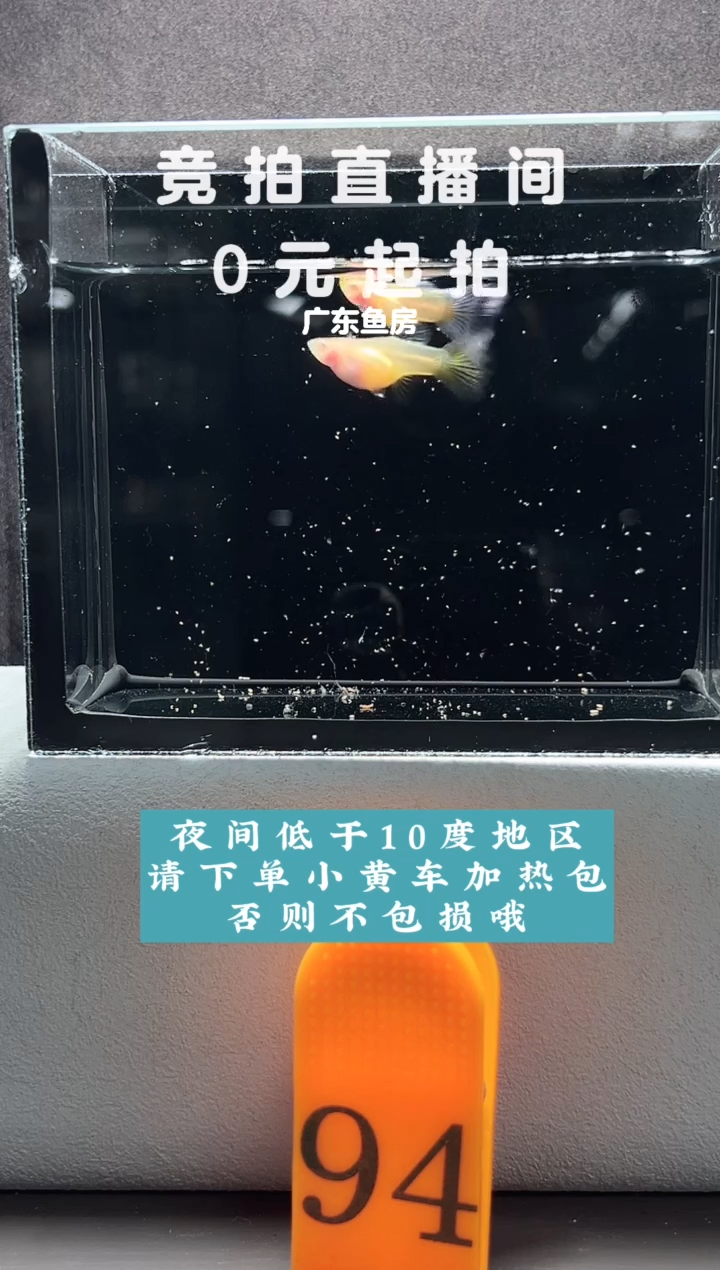 孔雀鱼蓝白玻璃短体一对编号94