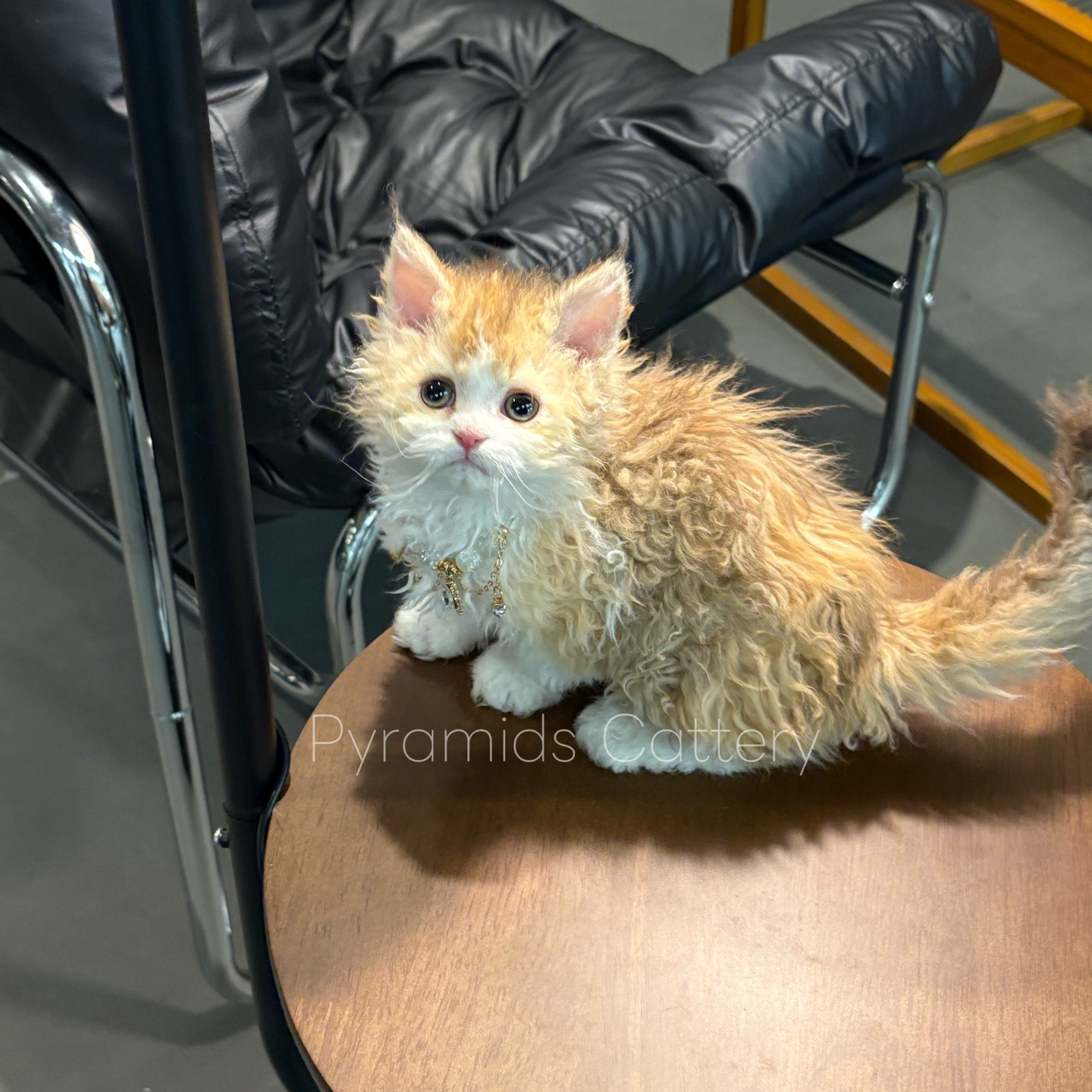 【定金】巧克力三花长毛赛凯妹妹