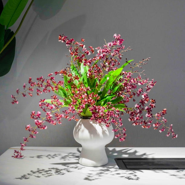 ［京东快递］红色梦香兰亏米福利7-9支花剑花卉浓香型原盆原土