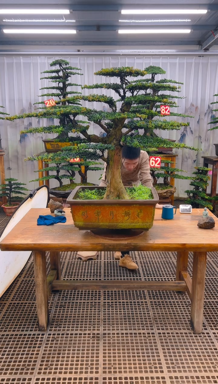 无花朵勇*精品盆景直播间一物一拍