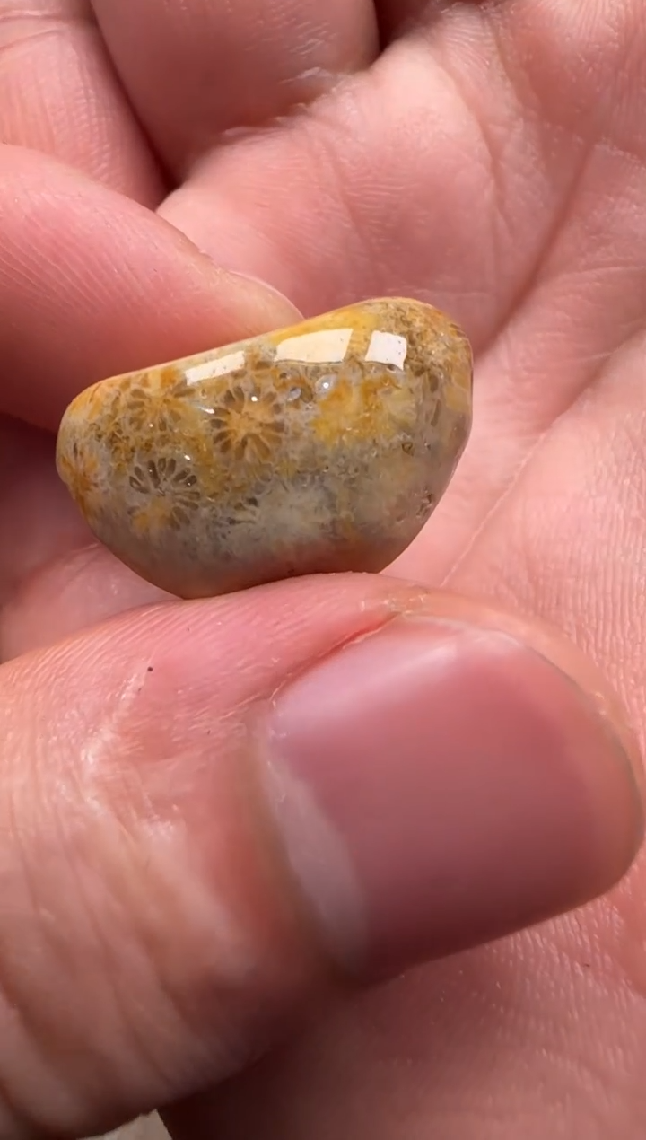 【闪购商品】硅化珊瑚（珊瑚玉）颈饰未镶嵌690