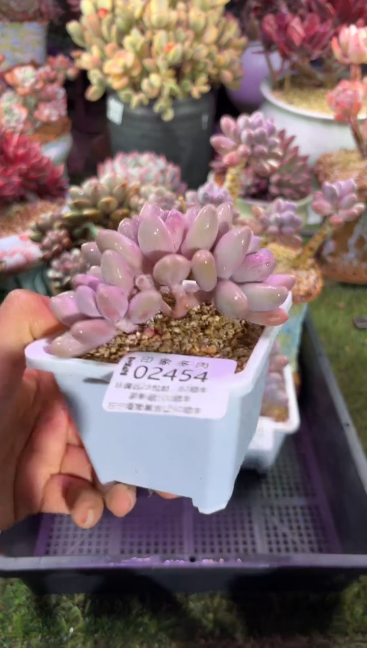 【闪购商品】02454