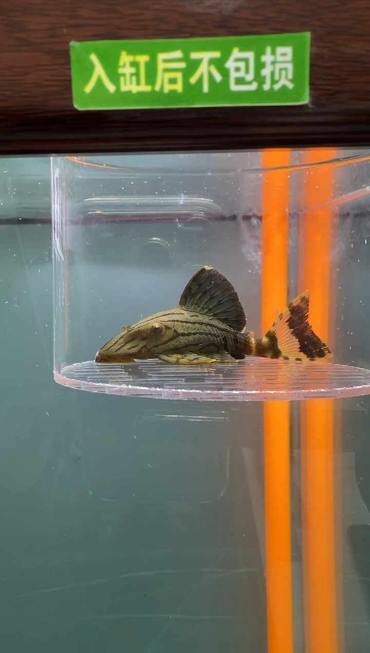 清道夫鱼119号191入缸不包损录制完整开箱视频8.6厘米