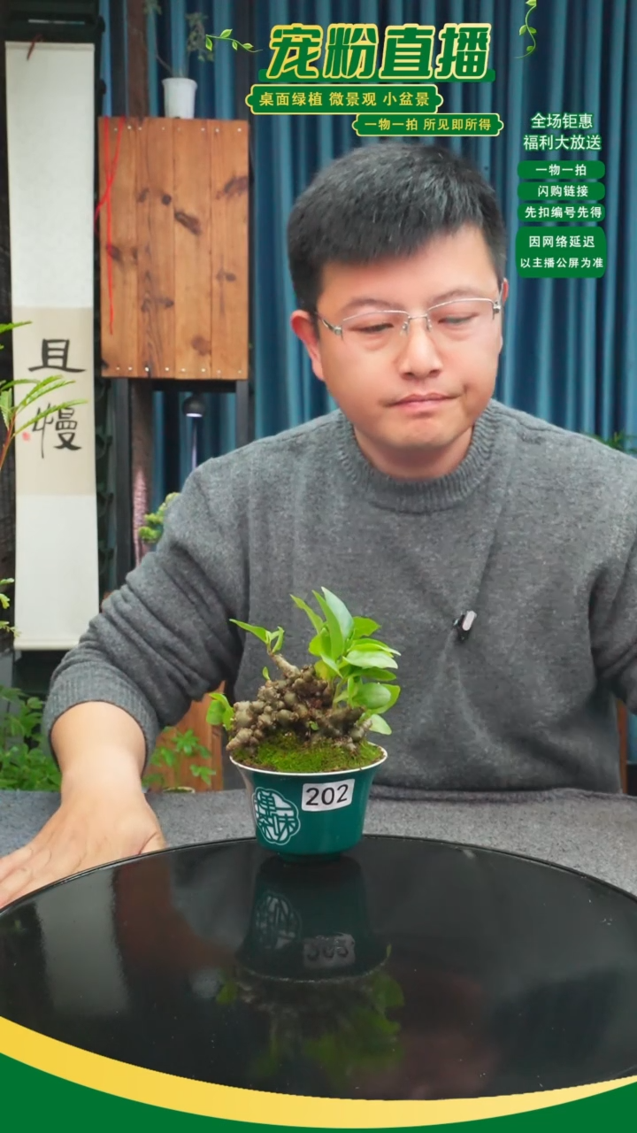 无花朵被****厨苔藓微景观202号