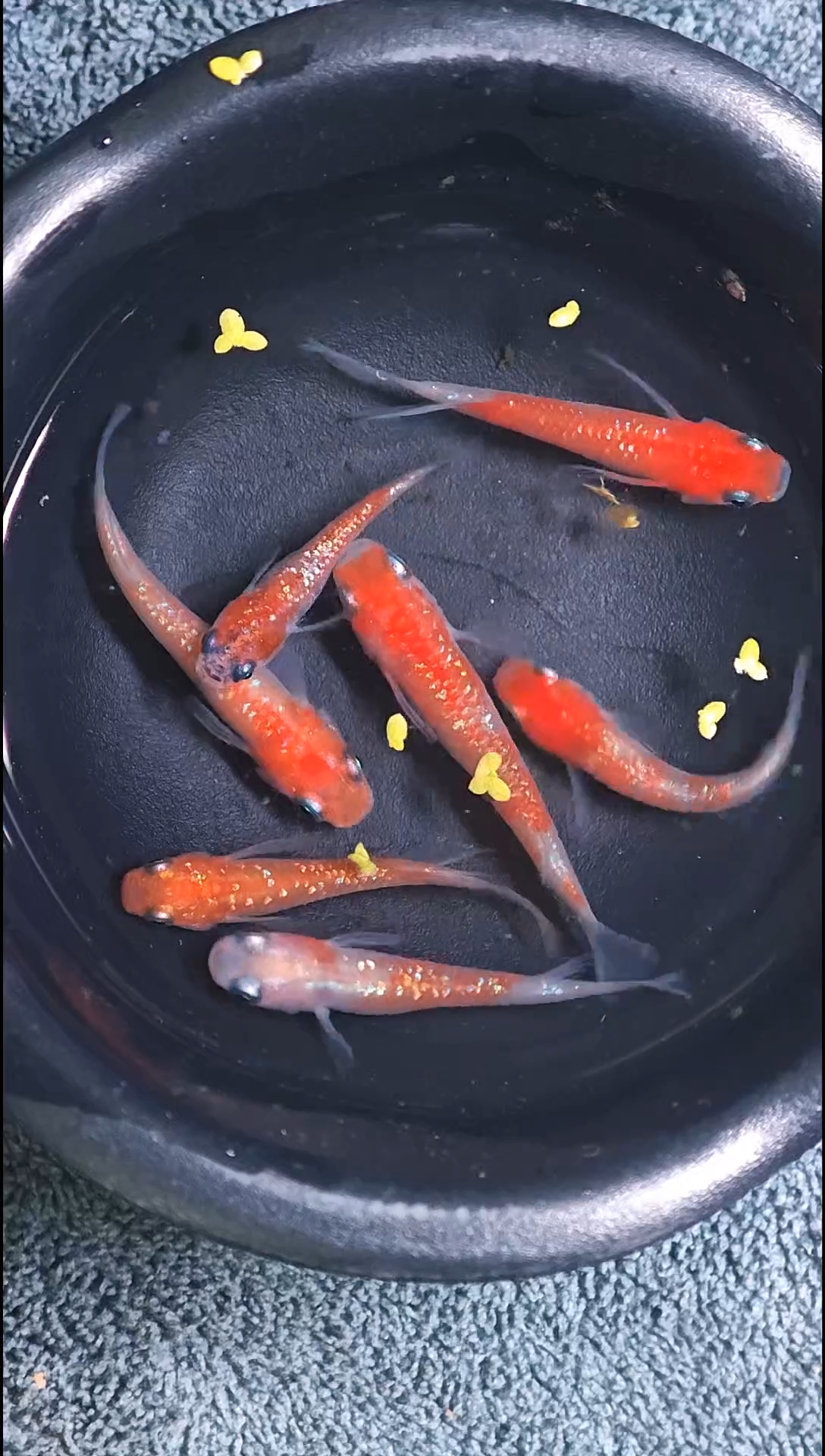 青鳉鱼观背青鳉02