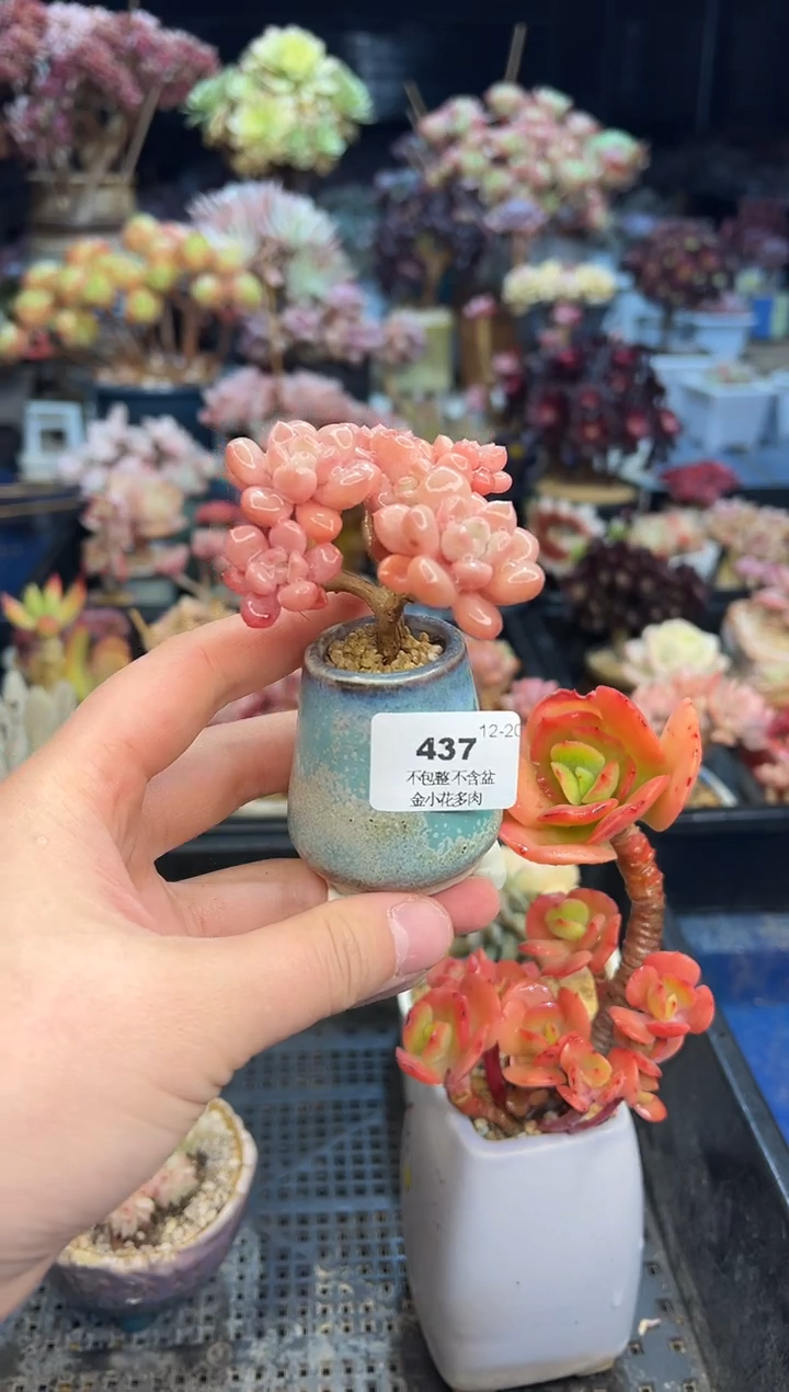 【闪购商品】437不带盆