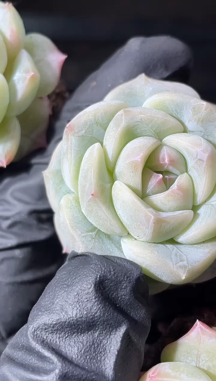 12-3雪之羽2-3厘米量拍发一颗