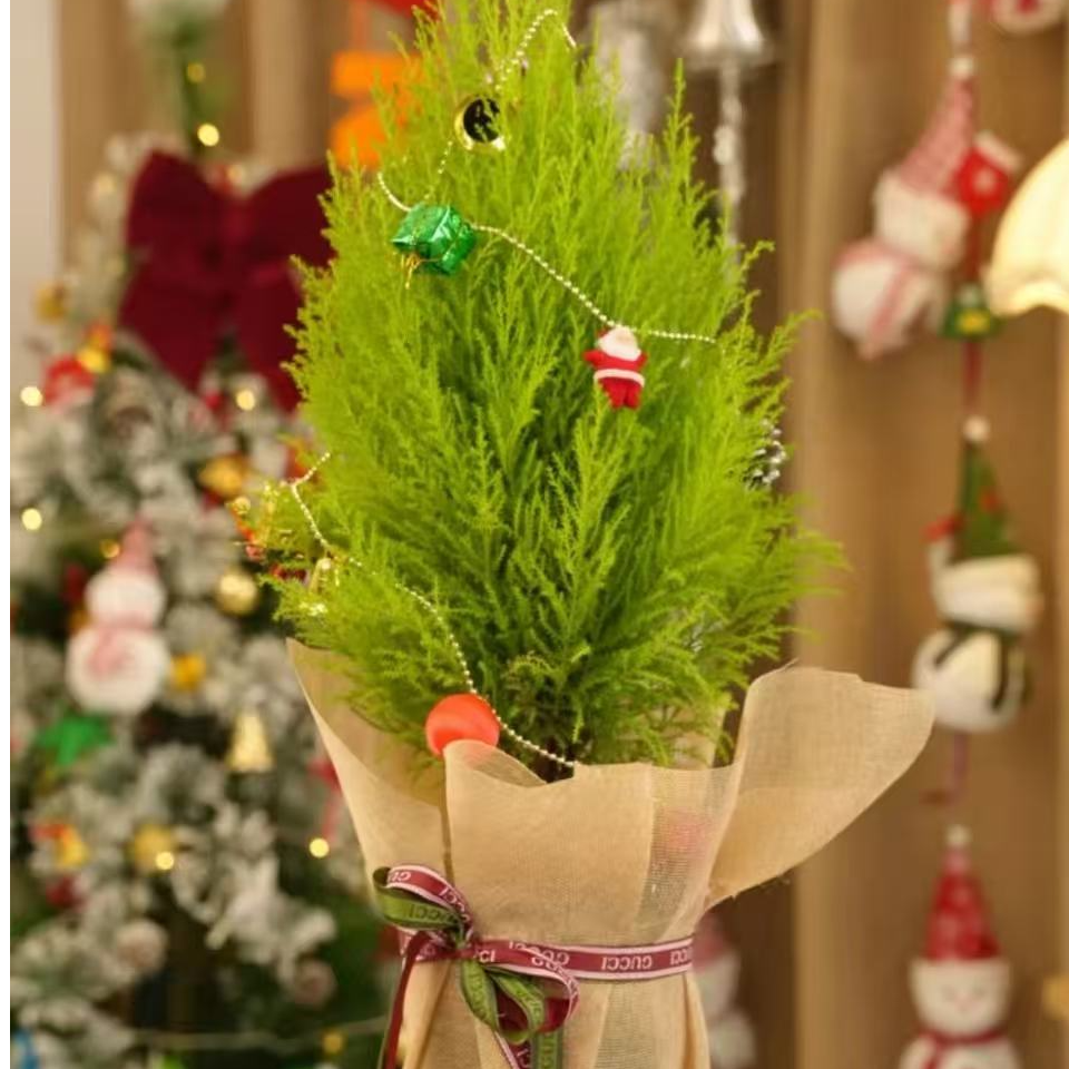 【圣诞树】圣诞节香松办公室绿植室内植物桌面盆栽家用客厅花卉