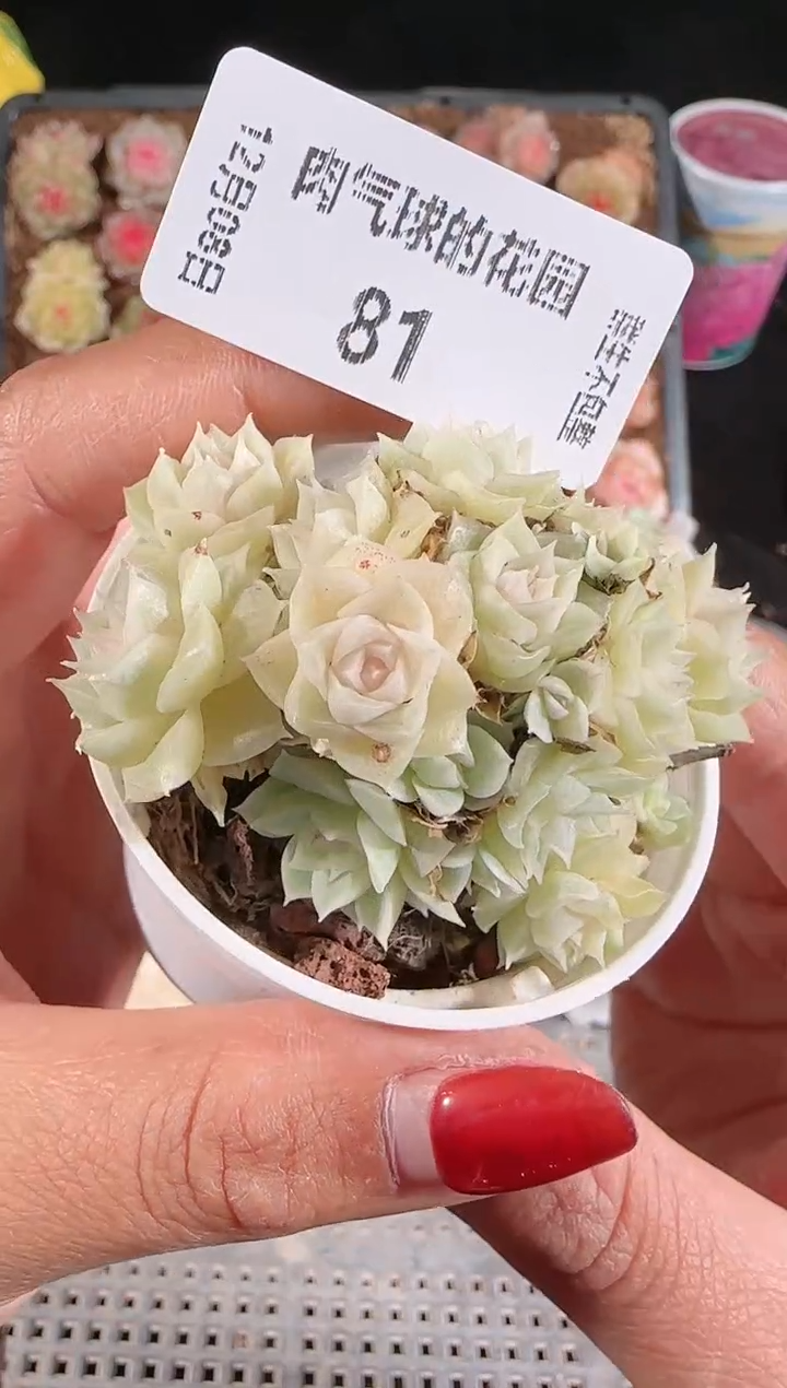 1208-81多肉群生不包整